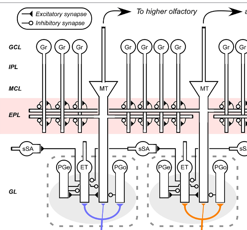 neuroal network icon