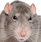 rat icon